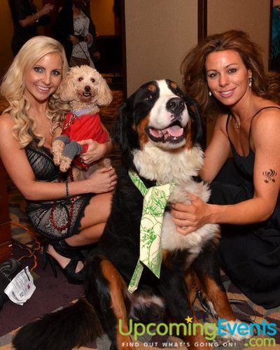 Photo from Bad Dog Ball