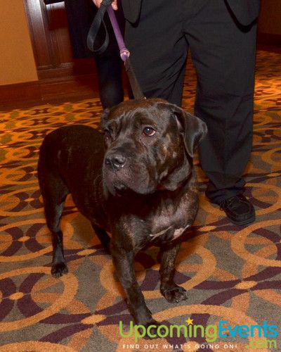 Photo from Bad Dog Ball