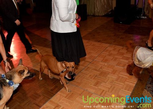 Photo from Bad Dog Ball