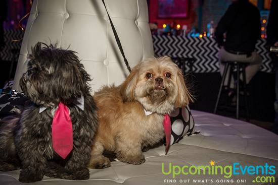 Photo from 17th Annual Philly Fur Ball