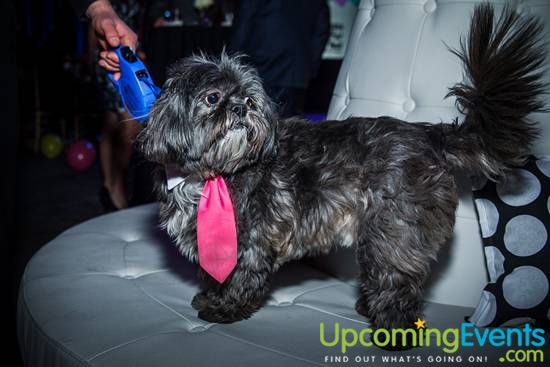 Photo from 17th Annual Philly Fur Ball