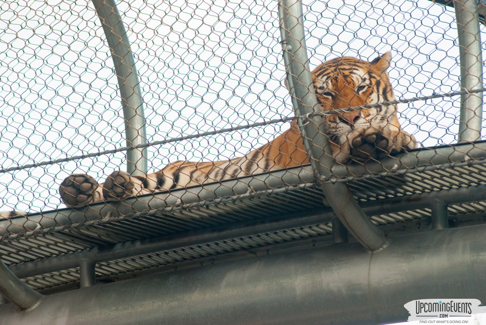 Photo from OktoBEARfest at the Philadelphia Zoo