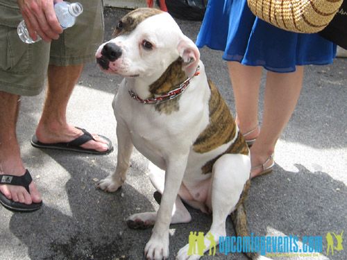 Photo from Rittenhouse Row Spring Festival