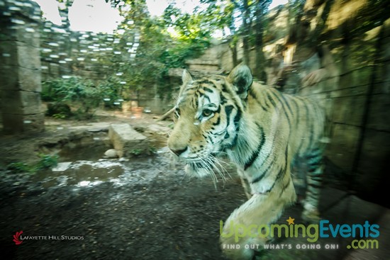Photo from Summer Ale Festival at The Zoo!