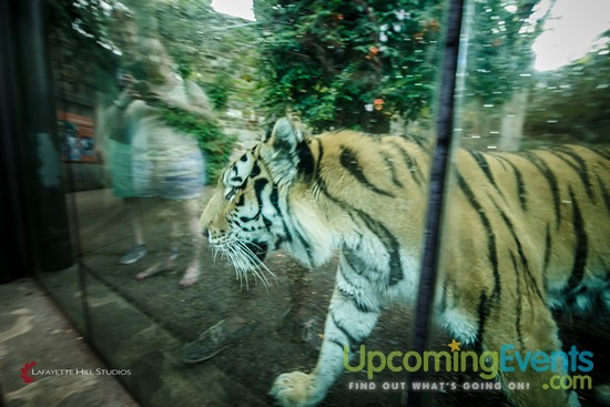 Photo from Summer Ale Festival at The Zoo!